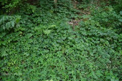 Elatostema lineolatum